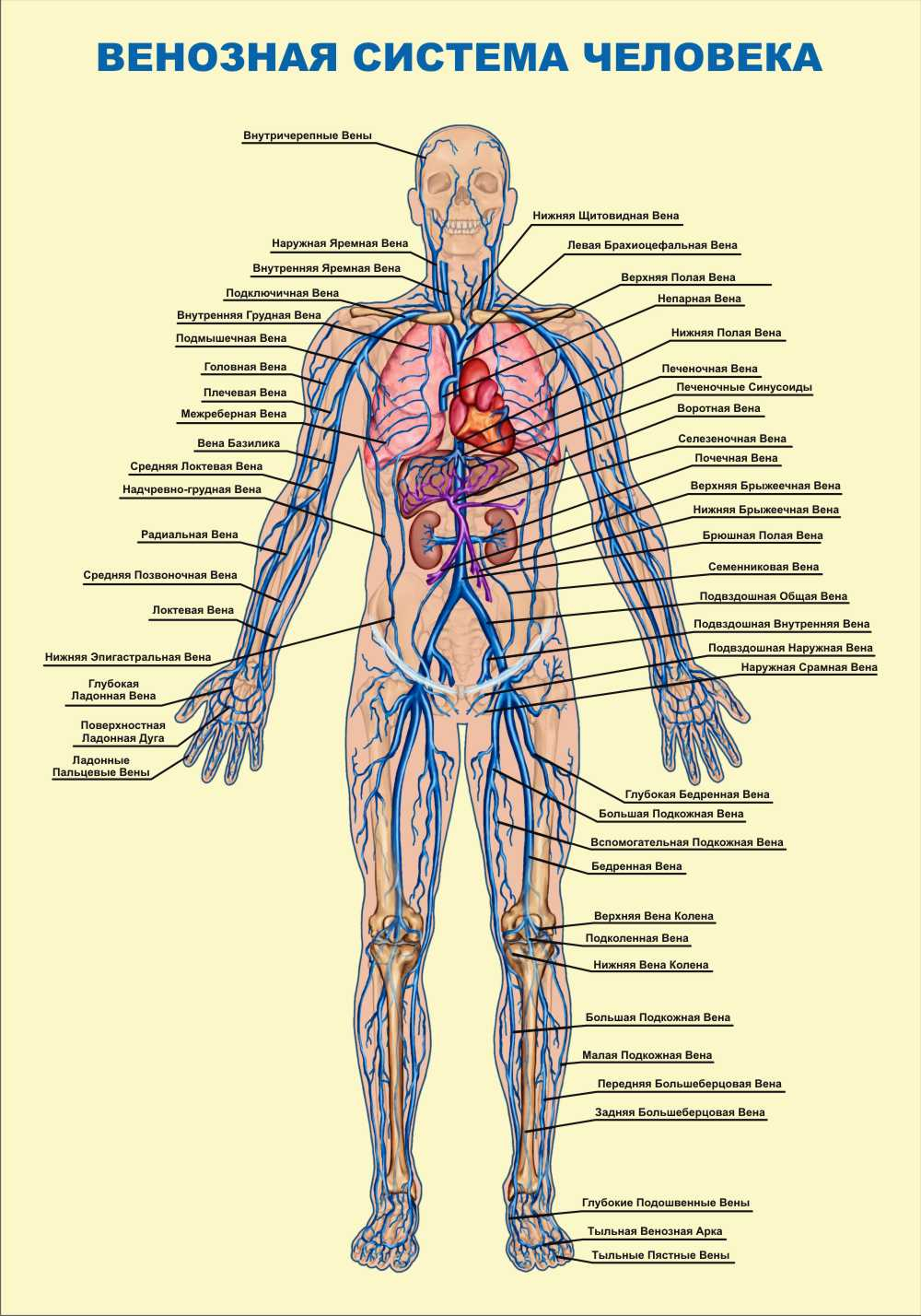 Венозная система человека схема на русском